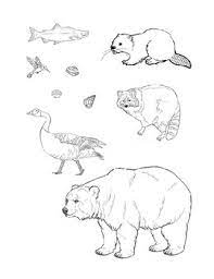 There are 13151 animal coloring page for sale on etsy, and they cost ca$9.41 on average. Canadian Animals Coloring Page By Nd Helping Hands Tpt