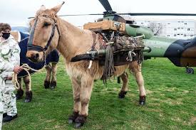 6 battallion de chasseur alpin. Les Mulets Font Leur Retour Dans Les Rangs Des Chasseurs Alpins Francais
