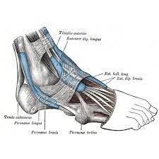 Tendinitis Del Peroneo Blog Del Runner