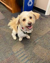 Meet Jasper! He's a Mauxie, a cross between a Maltese and a Dachshund.  Occasionally Murphy Hall is blessed with his presence when his owner Jenna  Link brings him in. Naturally the KU