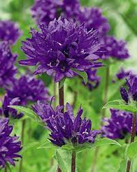 Campanula Superba Campanula Glomerata Superba Flower Garden Plants Flowers Perennials Plants