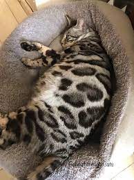 Bengalheritage Cats Silver Queen Cloud