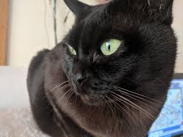 Feeding & looking after his animals. Burmese Cat Wikipedia