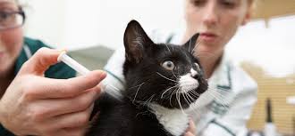 So what are pet vaccinations all about? Pet Vaccination Clinic At North Shore Animal League America