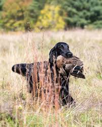 We have two amazing retrievers puppies, a male and female. Fishercreek Flat Coated Retrievers Home Facebook