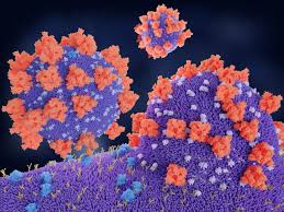 While it's not a traditional vaccine, the researchers believe one spray a day of the synthetic antibodies, dubbed aeronabs, from a nasal spray or inhaler could offer protection from the deadly bug until a vaccine becomes available, according to abc 7. Could A Sphingosine Nasal Spray Prevent Covid 19 Drug Target Review