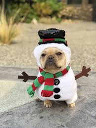 Alfie The French Bulldog In A Snowman Costume For Christmas Bulldog French Bulldog Funny Christmas Dog
