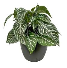 Image result for Cyphostemma hereroense