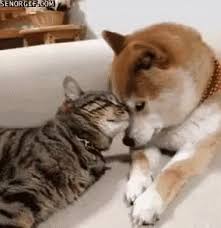 We did not find results for: Cat Dog Cuddle Gifs Tenor