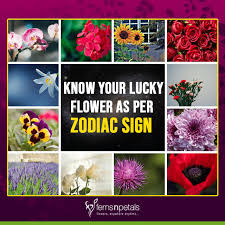 9 the twelve healers and astrological correlations. Can Flowers Bring Some Good Luck Your Way Know Your Good Luck Flowers Ferns N Petals