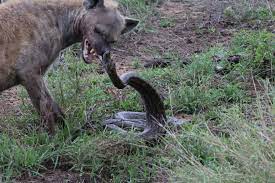 Striped Hyena v Reticulated Python - Carnivora