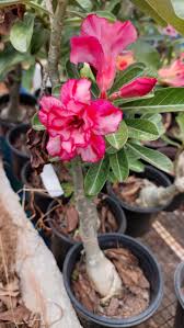 Image result for Adenium