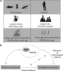 The sg 550 is an assault rifle manufactured by swiss arms ag (formerly a division of schweizerische industrie gesellschaft, now known as sig holding ag) in switzerland. Frontiers Defensive Symbioses In Social Insects Can Inform Human Health And Agriculture Microbiology