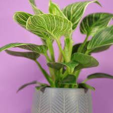 Jan 08, 2020 · similar to other philodendron plants, the birkin prefers medium to bright indirect light. Philodendron Birkin