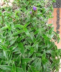 Image result for Cyanotis sp. aff. C. lapidosa