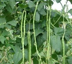 After the beans have sprouted, thin the plants to 3 to 4 inches apart (fig. Pole Sitaw Production Guide