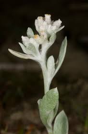 Image result for Vellereophyton dealbatum