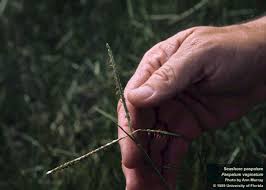 Image result for Paspalum vaginatum