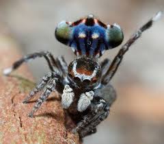 Skeletorus and sparklemuffin—also known as maratus sceletus and maratus jacatus—are two new, beautiful species of peacock spider recently found in australia. 2 New Spider Species Skeletorus Sparklemuffin Discovered In Toowoomba Customs Today Newspaper