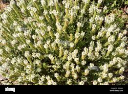 White,Sage,Salvia nemorosa Adrian,Meadow Sage,Musk Mallow,Malva  moschata,Malva Alba,Salvias Stock Photo