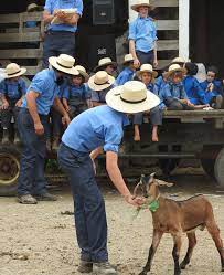 Amish Auction New Wilmington Pa Amish Culture Amish Amish Community