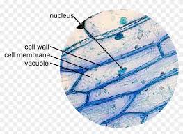 We did not find results for: This Is A Typical Onion Cell Slide With Labels Onion Cell Under Microscope Labelled Clipart 4825683 Pikpng
