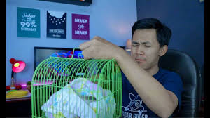 Cara Menangani Sugar Glider Yang Suka Mengigit Youtube