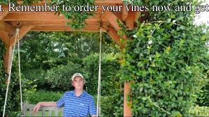 Maybe you would like to learn more about one of these? Confederate Jasmine Vines Plant Correctly Trachelospermum Youtube