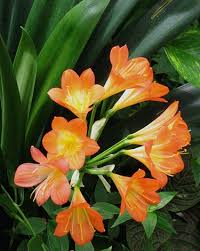 Image result for clivia