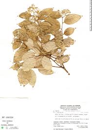 Image result for Parinari excelsa