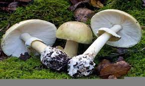 Որն է աշխարհում ամենաթունավոր սունկը - BlogNews.am