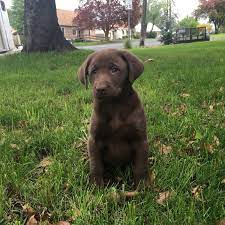 Find 442 labrador retrievers for sale on freeads pets in higher metcombe. Labrador Retriever Puppies For Sale Spokane Wa 285637