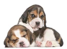 Choosing a name for your female puppy or dog requires a little inspiration and plenty of thought. Female Beagle Names Find Unique Names For Your Girl