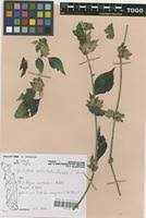 Image result for Dicliptera verticillata