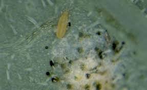 Image result for Onion Thrips