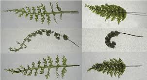 Image result for Crepidomanes inopinatum