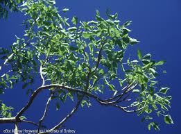 Image result for Steganotaenia