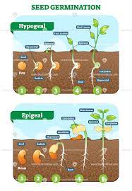 Seed Germination Cross Section Vector Illustration In Stages Vectormine Biology Plants Seed Germination Horticulture Education
