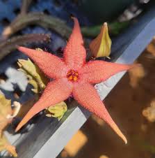 Image result for Euphorbia schinzii