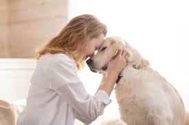 Abnormalities in behavior or sudden growths under the skin or around the mouth and eyes are easily detectable signs of cancer in dogs. Common Signs Symptoms Of Cancer In Dogs Greensboro Vet