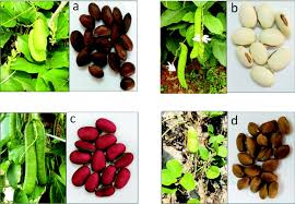 Image result for Canavalia ensiformis