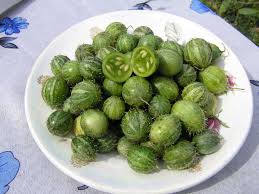 Image result for Cucumis prophetarum