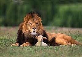 Isus je bio mladica iz panja jišajeva u tom smislu što se rodio u kraljevskoj lozi davida, jišajeva sina. 2 Nedjelja Dosasca A Nacrt Za Homiliju Vjera I Djela