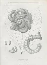 Image result for Polyceratocarpus