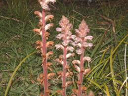 Image result for Orobanche minor