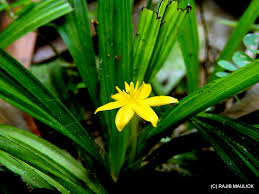 Image result for Curculigo