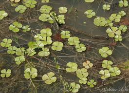 Image result for Marsilea vera