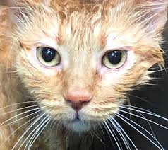 Carolyn's mobile cat grooming is a mobile service that comes to you to suit your and your kittys grooming needs! Mobile Pet Grooming Torrance Lucky Dawg Salon Grooming