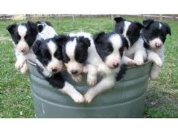Border collie puppies for sale at marketplaces. Border Collie Puppies In Tennessee