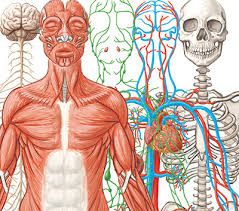 Anatomy of peritoneum and mesentery. Interactive Organ Systems At Work